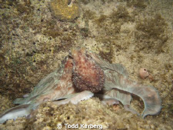 Octopus on a night dive by Todd Karberg 
